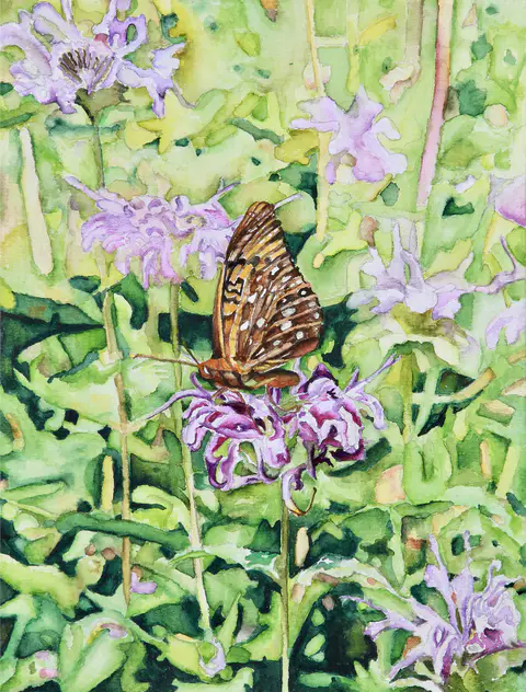 Fritillary (watercolor)